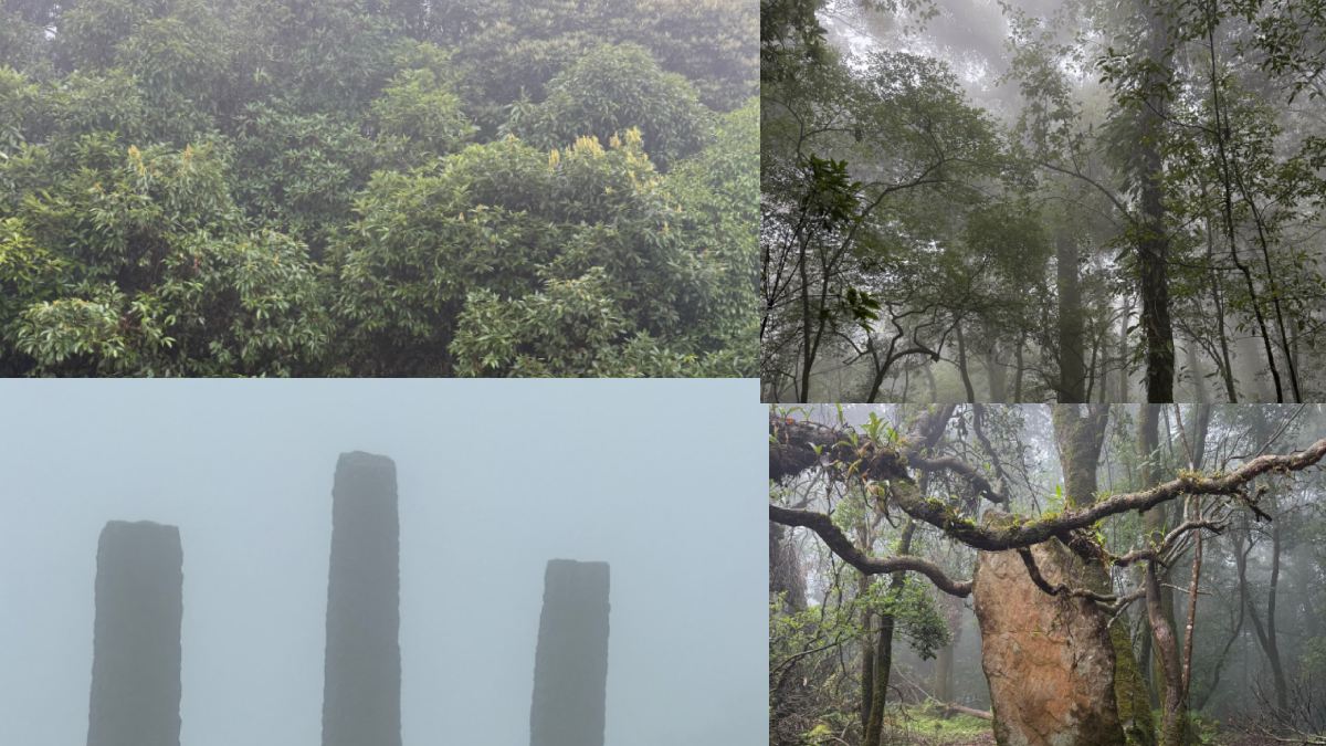 Best Nature & Forest Travel Places in India | Top Wildlife and Scenic Destinations